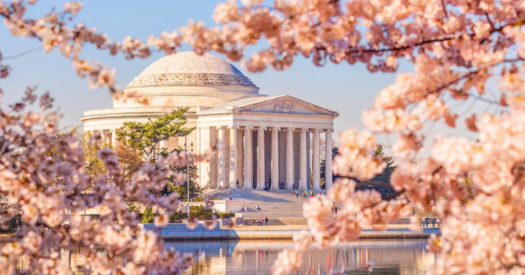Washington, D.C., Cherry Blossom